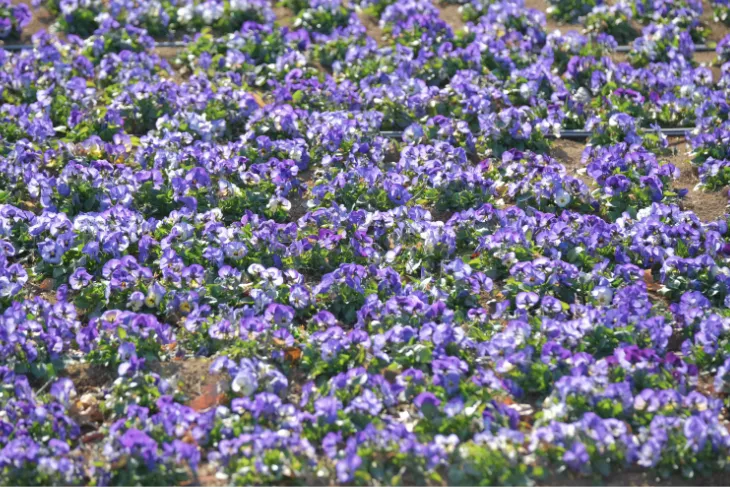 風の花びら　グリーンヒルで2000個のモビールが風に揺れて光が舞う