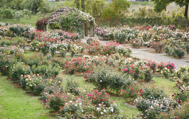 バラの品種園