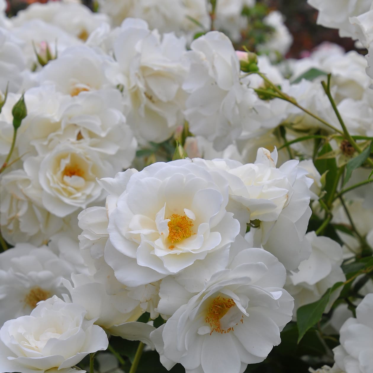 アイスバーグ バラ図鑑 いばらきフラワーパーク 公式