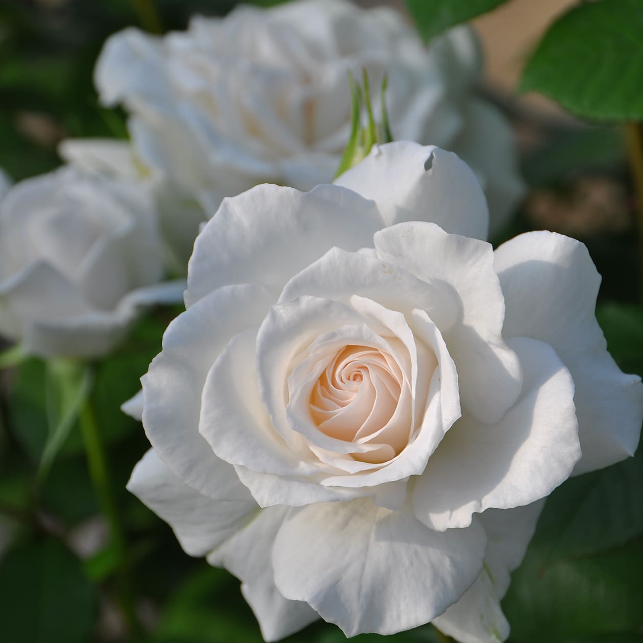 アンナプルナ バラ図鑑 いばらきフラワーパーク 公式