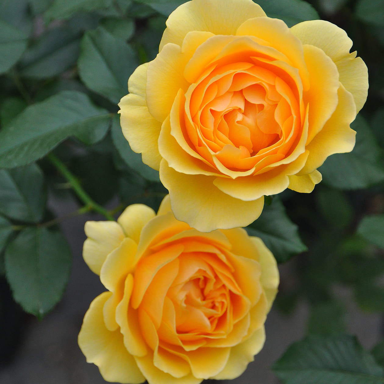 アンバークイーン バラ図鑑 いばらきフラワーパーク 公式