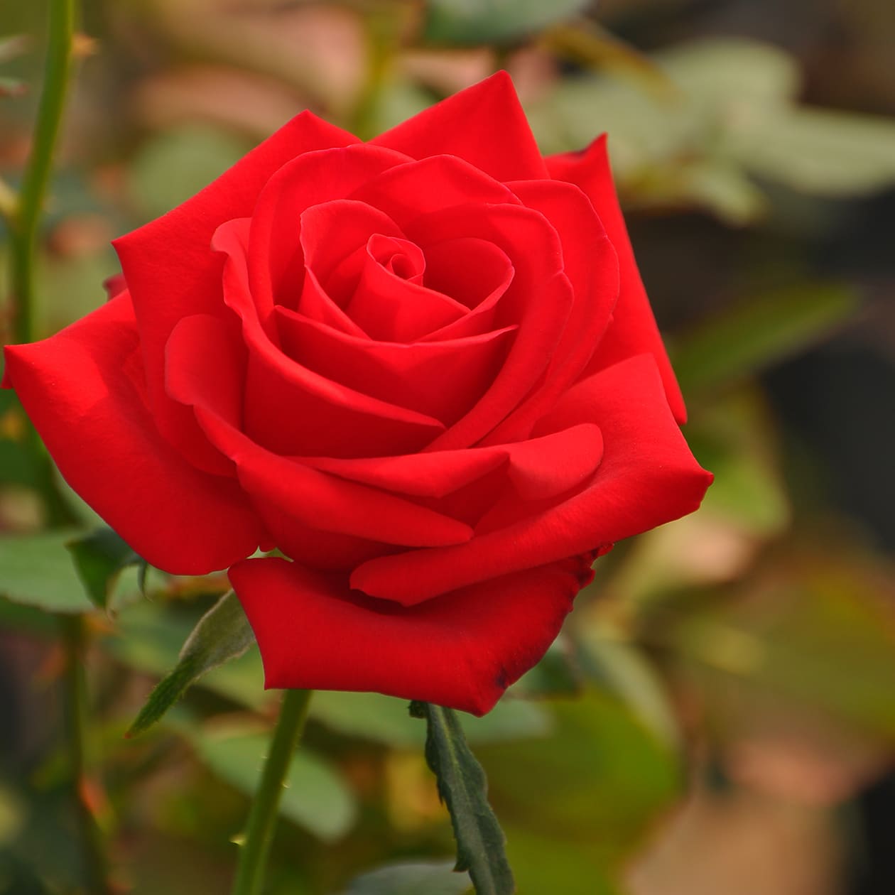 アーザムレッド バラ図鑑 いばらきフラワーパーク 公式