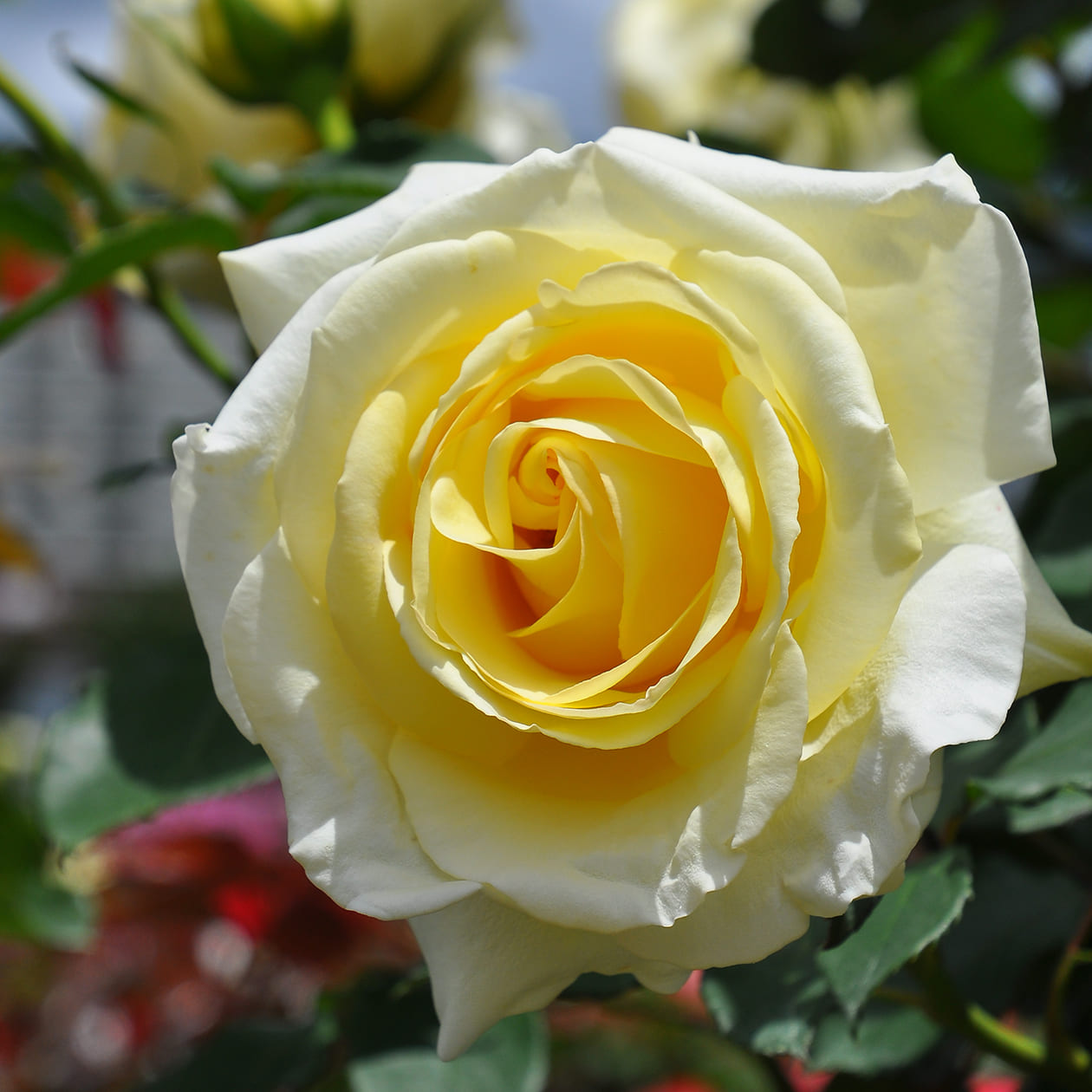 エリナ｜バラ図鑑｜いばらきフラワーパーク【公式】 