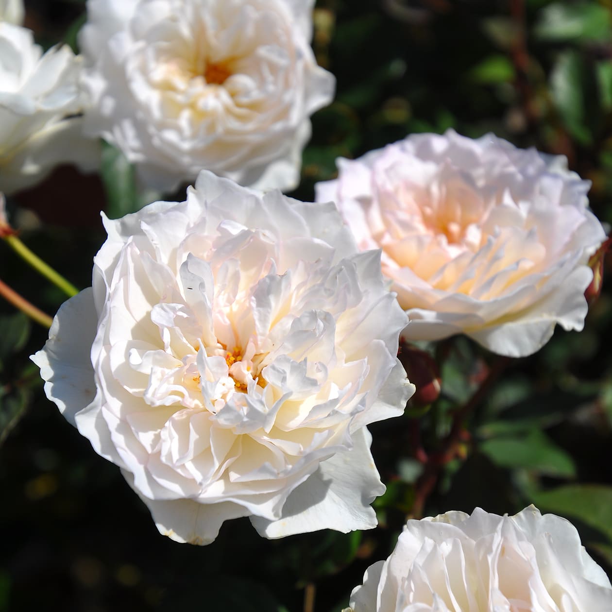 クラシックチュチュ バラ図鑑 いばらきフラワーパーク 公式