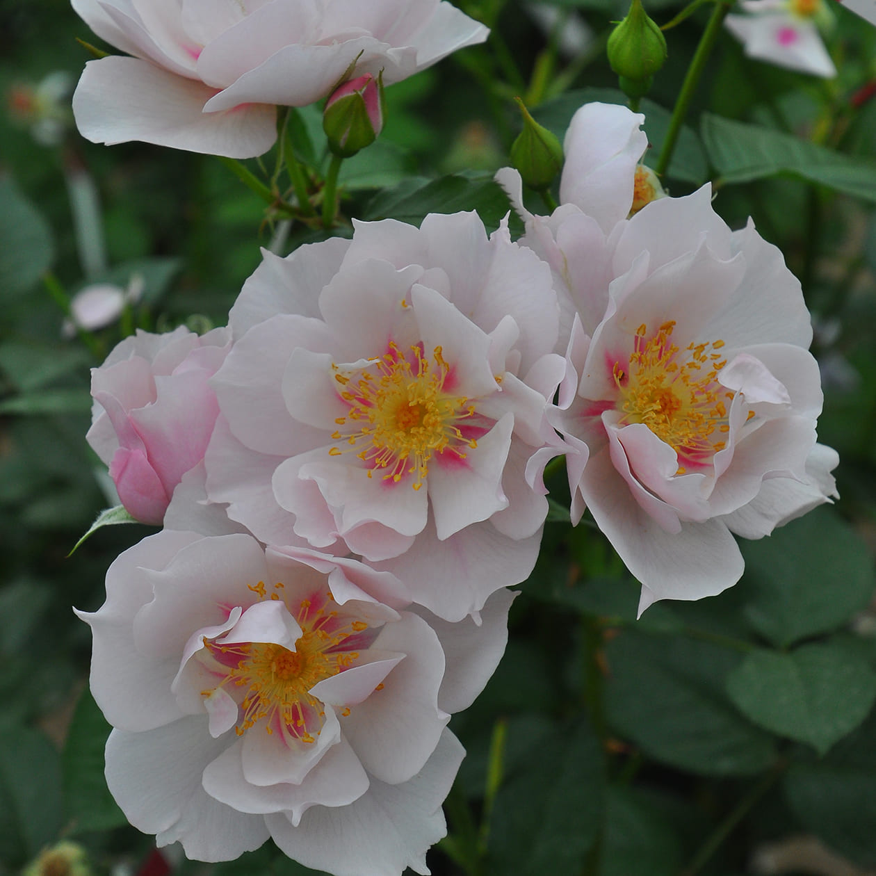 クードゥクール バラ図鑑 いばらきフラワーパーク 公式