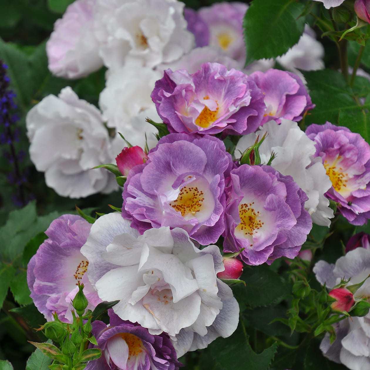 ブルーフォーユー バラ図鑑 いばらきフラワーパーク 公式