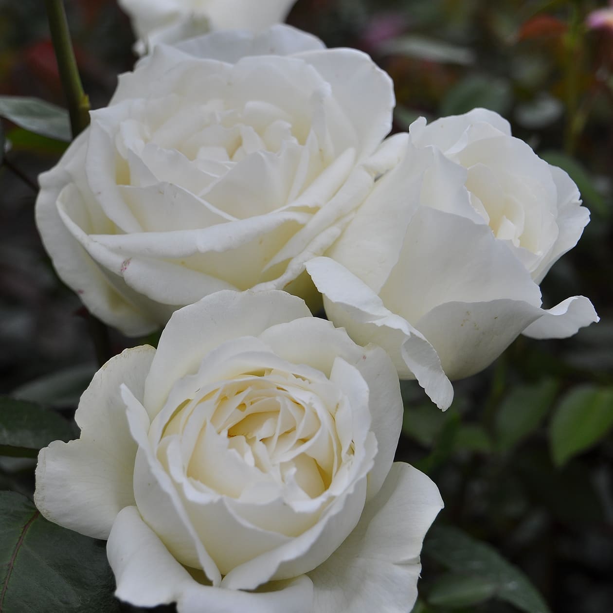 ホワイトクリスマス｜バラ図鑑｜いばらきフラワーパーク【公式】