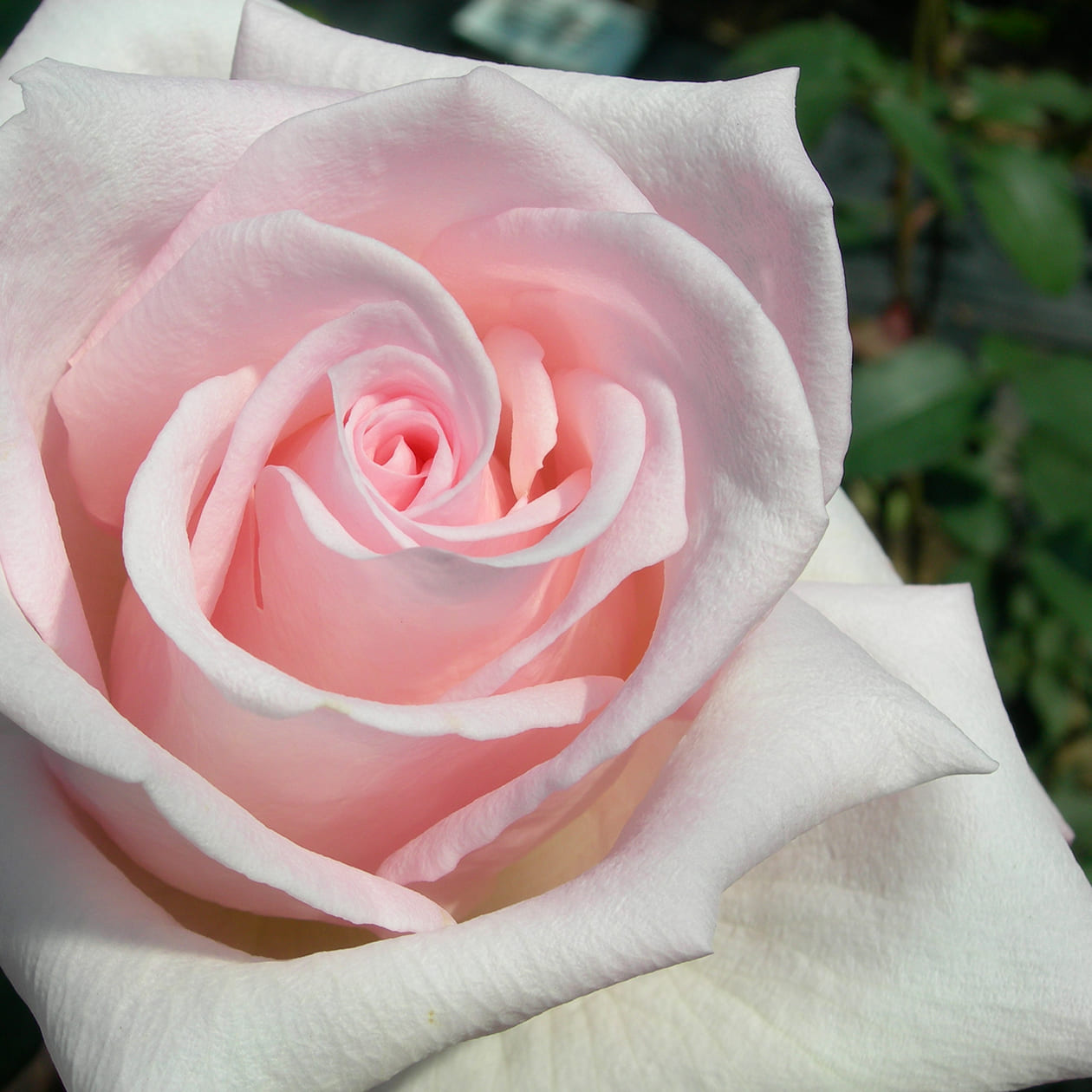 メルヘンケーニギン バラ図鑑 いばらきフラワーパーク 公式