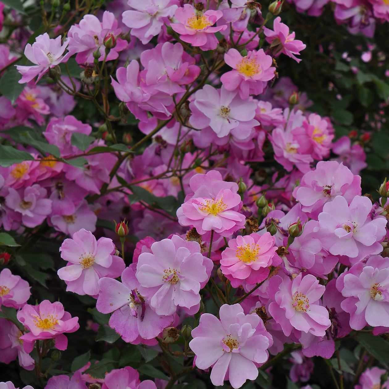 ラベンダードリーム バラ図鑑 いばらきフラワーパーク 公式