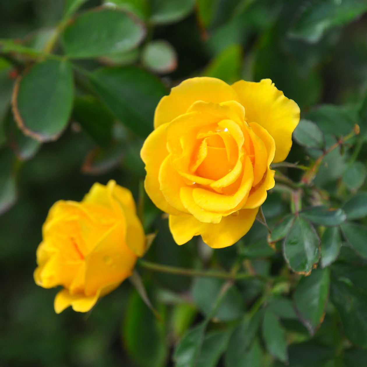 レヨンドゥソレイユ バラ図鑑 いばらきフラワーパーク 公式