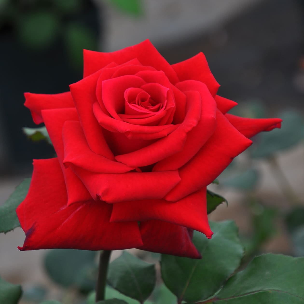 ローズオオサカ｜バラ図鑑｜いばらきフラワーパーク【公式】 