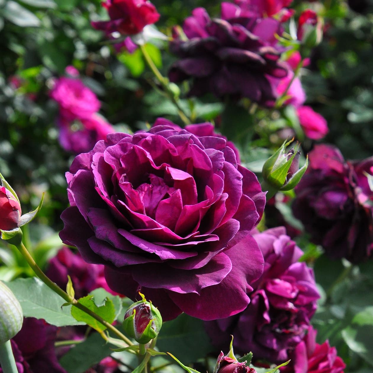 真夜 バラ図鑑 いばらきフラワーパーク 公式