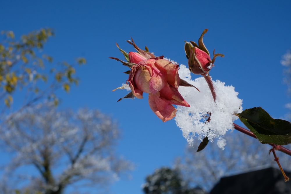 雪景色の園内、通常営業おこないます！