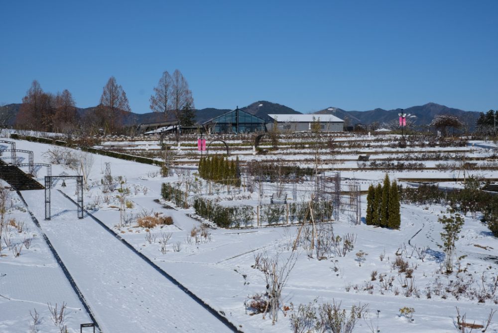 雪景色の園内、通常営業おこないます！