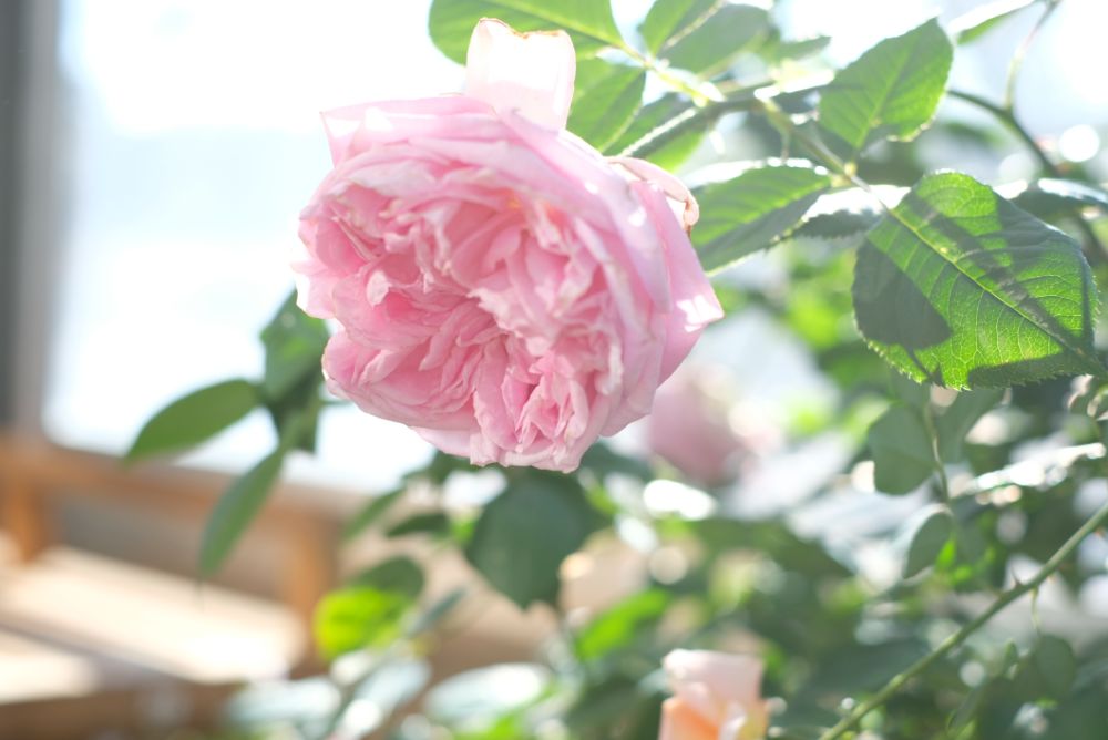 今日から新シーズン！花々に囲まれる温室と冬の自然を楽しむ森歩き