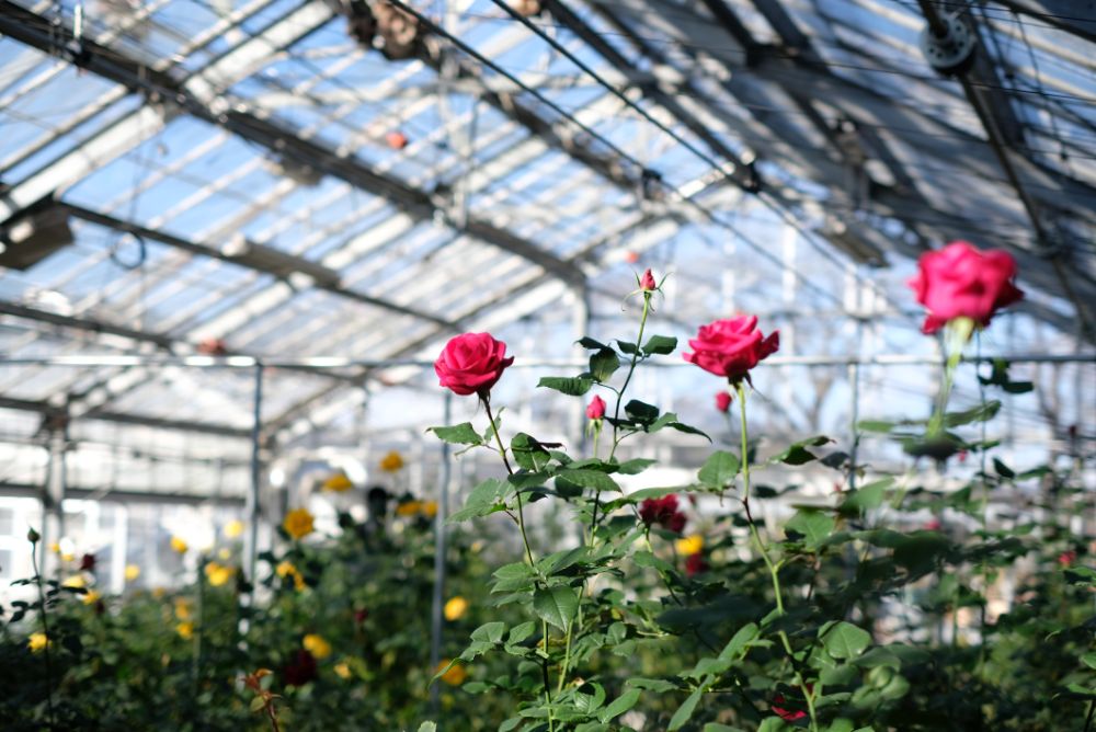 ロウバイ香る花やさと山で、深呼吸を