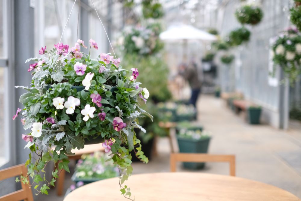 ロウバイ香る花やさと山で、深呼吸を