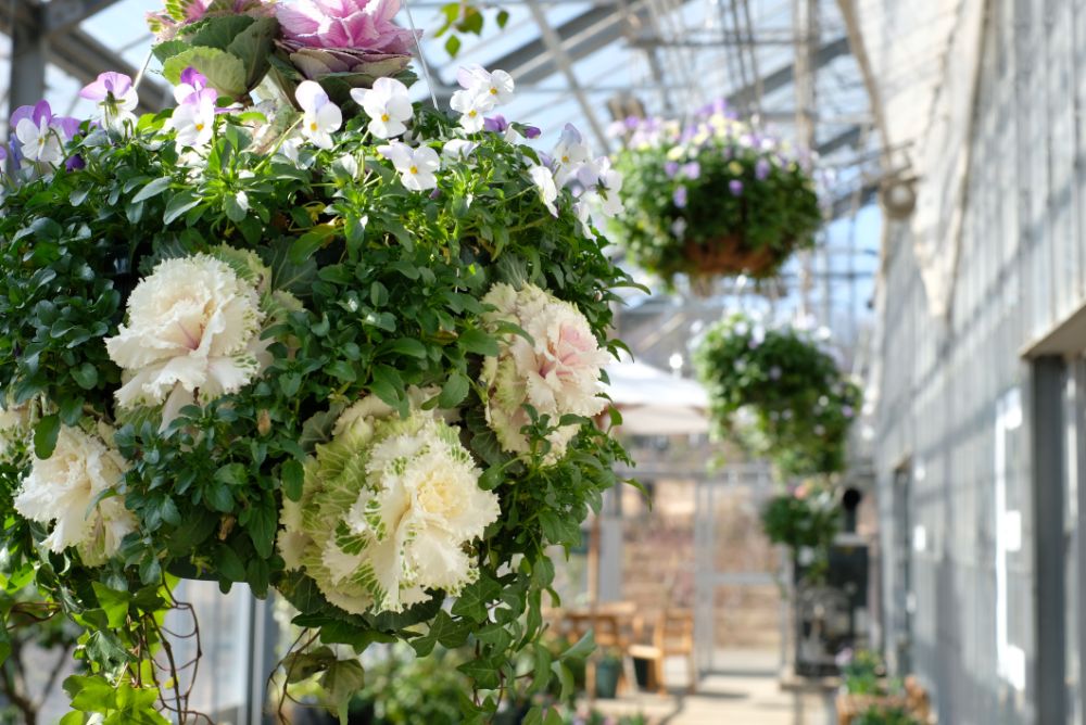 梅と温室のチューリップの開花