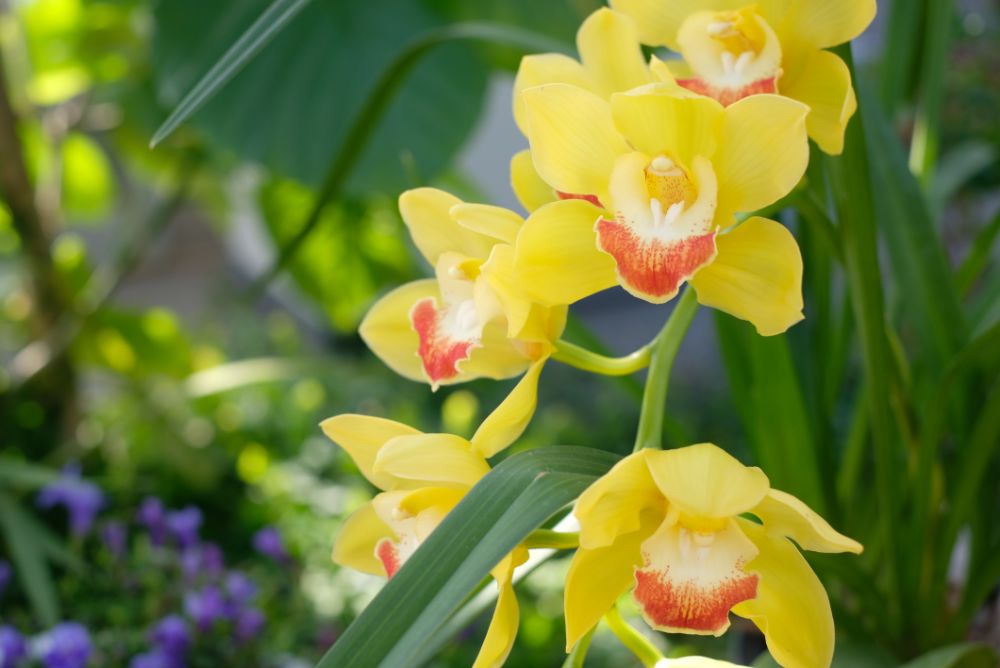 梅と温室のチューリップの開花