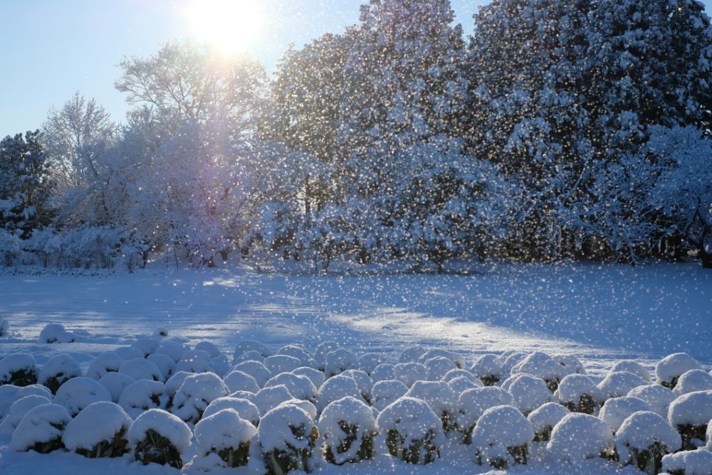 雪景色の園内、通常営業おこないます！