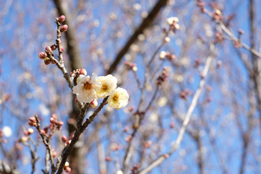 河津桜の開花！温室のいちごも食べ頃に