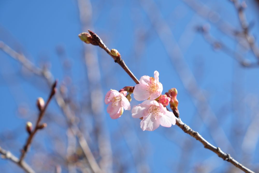 河津桜の開花！温室のいちごも食べ頃に