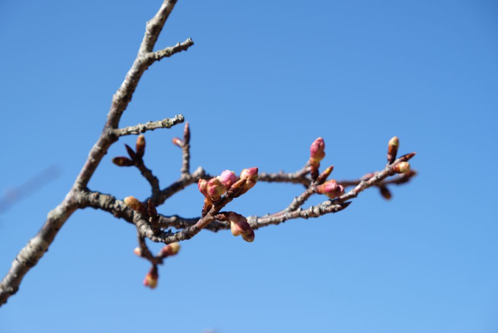 河津桜の開花！温室のいちごも食べ頃に