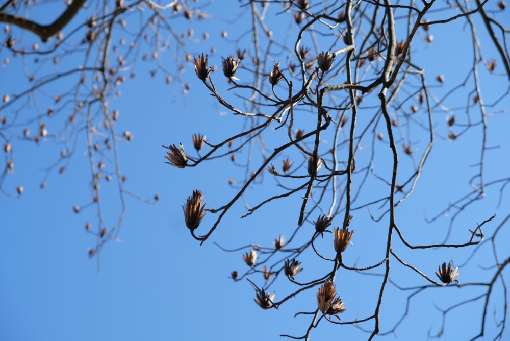 河津桜の開花！温室のいちごも食べ頃に