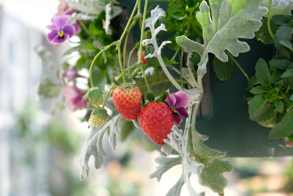 河津桜の開花！温室のいちごも食べ頃に