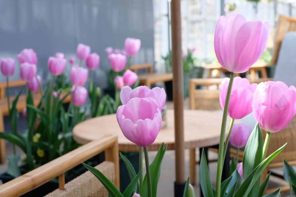 旬を味わういちごフェア！チューリップの花摘みアクティビティなどで春を先取り！