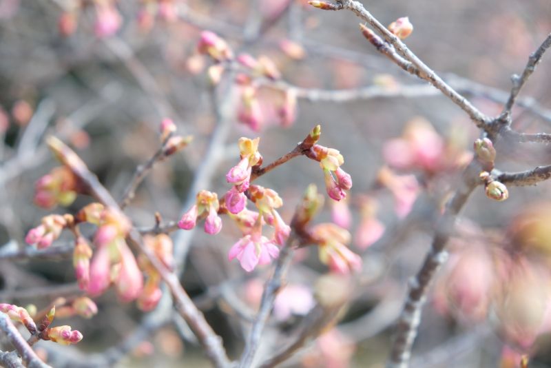 2022/02/28【開花状況】河津桜