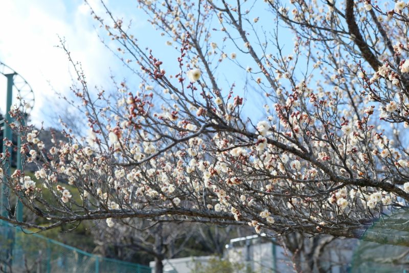 2022/02/21【開花状況】河津桜、マンサク、梅