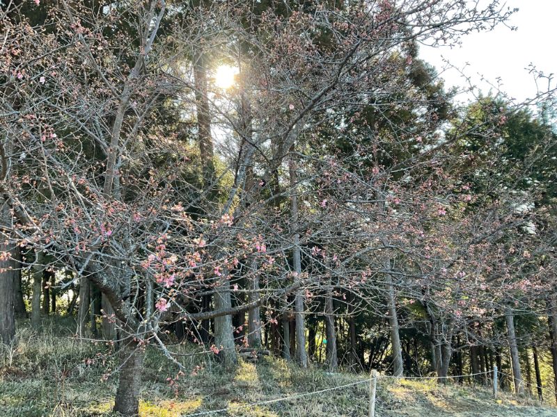 2022/02/23【開花状況】河津桜