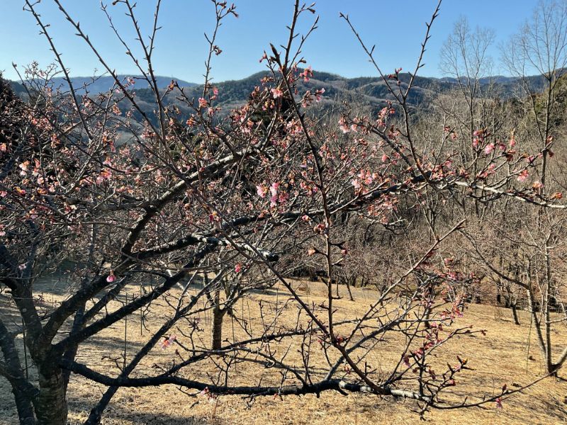 2022/02/23【開花状況】河津桜