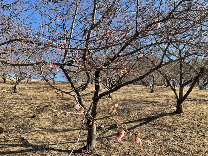 2022/02/23【開花状況】河津桜