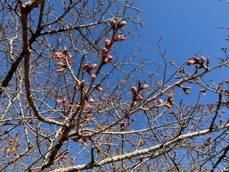 2022/02/23【開花状況】河津桜