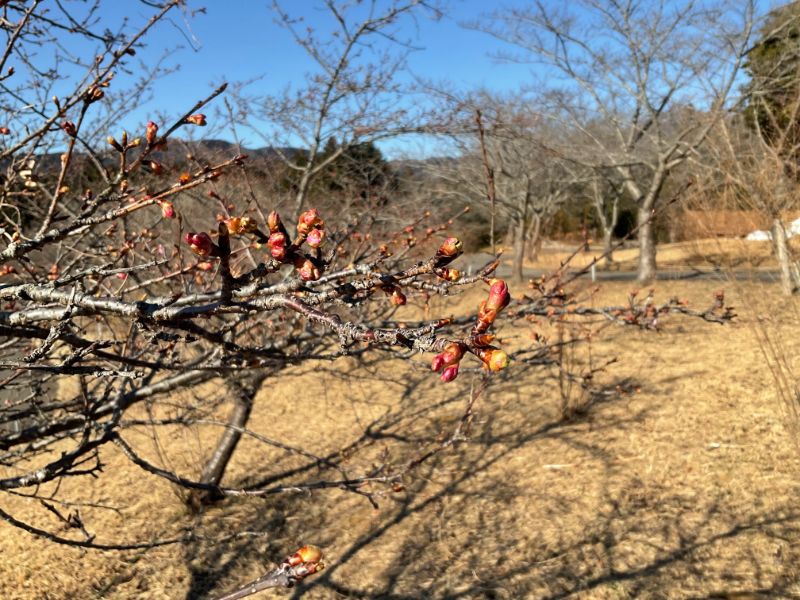 2022/02/23【開花状況】河津桜