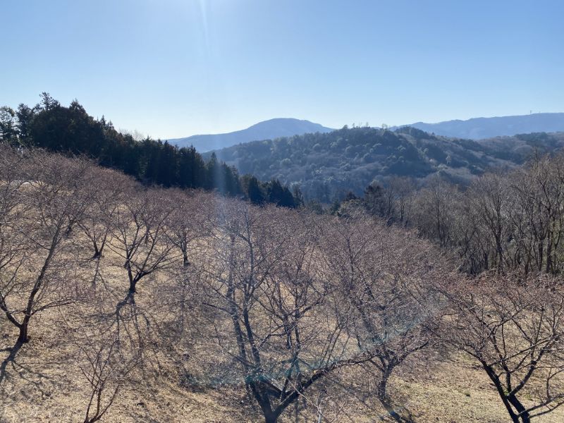 2022/02/28【開花状況】河津桜