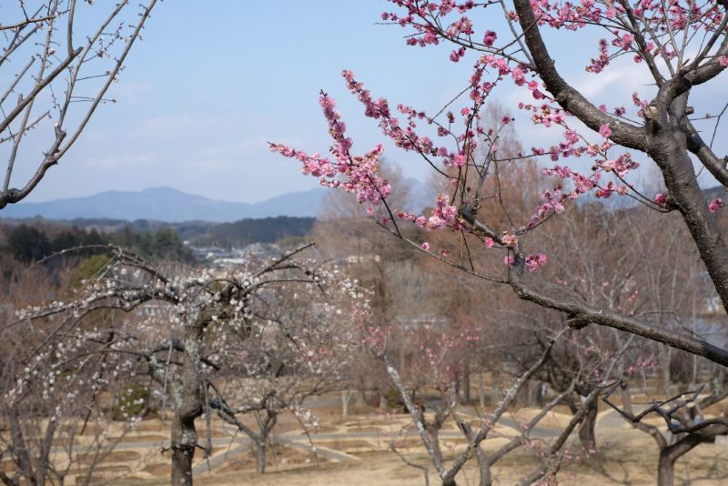 2022/03/02【開花状況】河津桜、マンサク、福寿草