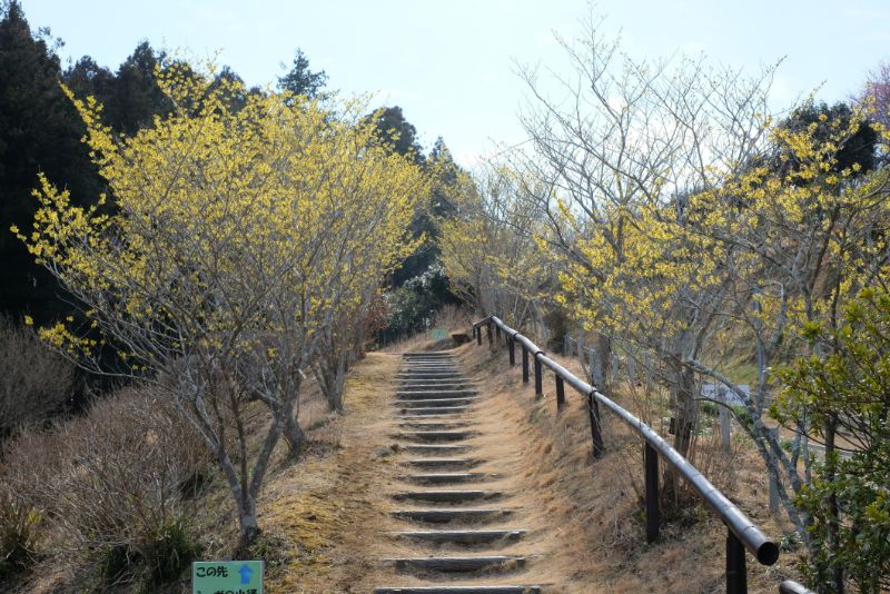 2022/03/02【開花状況】河津桜、マンサク、福寿草