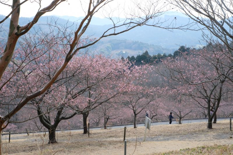 2022/03/02【開花状況】河津桜、マンサク、福寿草