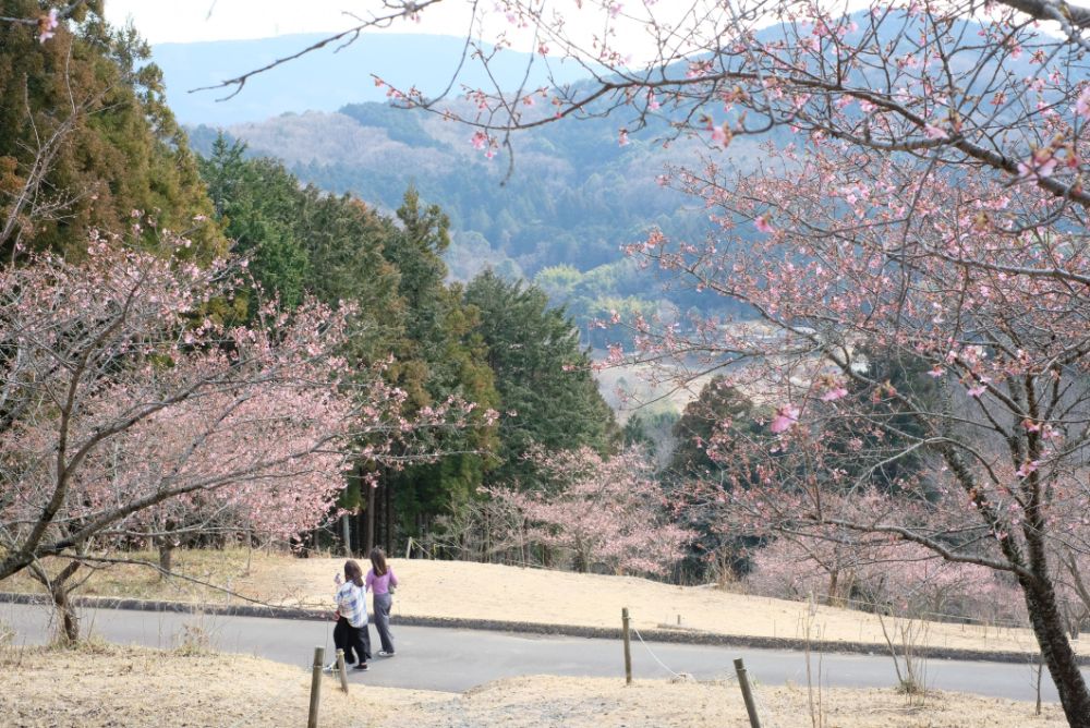 春めく園内、ギャラリーで写本装飾とカリグラフィーの展示スタート