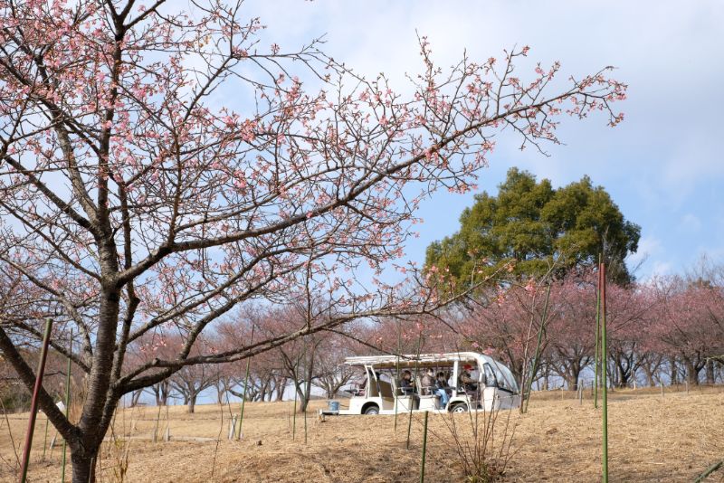 2022/03/02【開花状況】河津桜、マンサク、福寿草