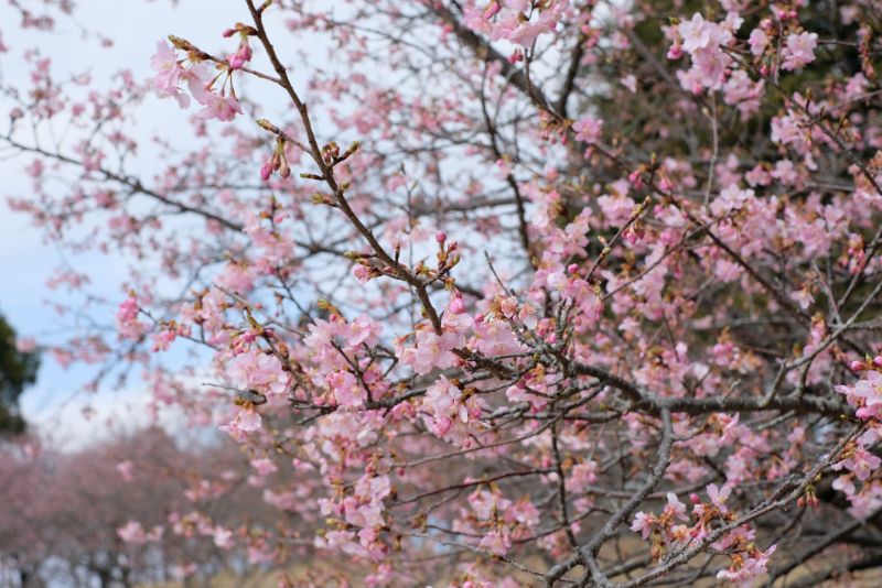 2022/03/02【開花状況】河津桜、マンサク、福寿草