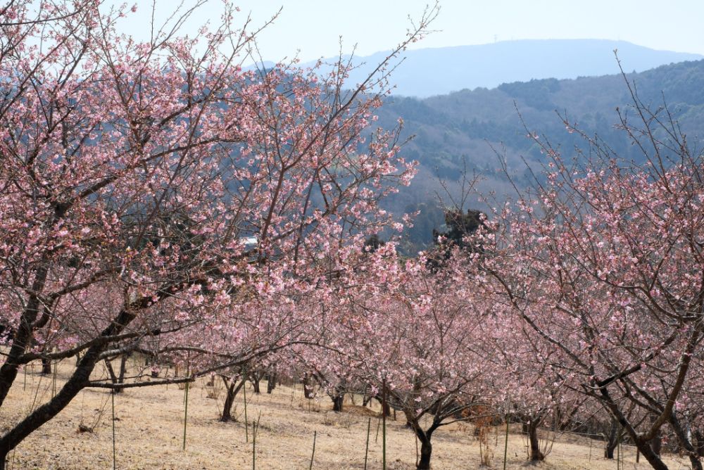 3月8日はミモザの日。見頃の河津桜でお花見を