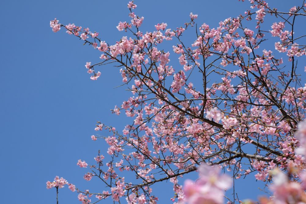 3月8日はミモザの日。見頃の河津桜でお花見を