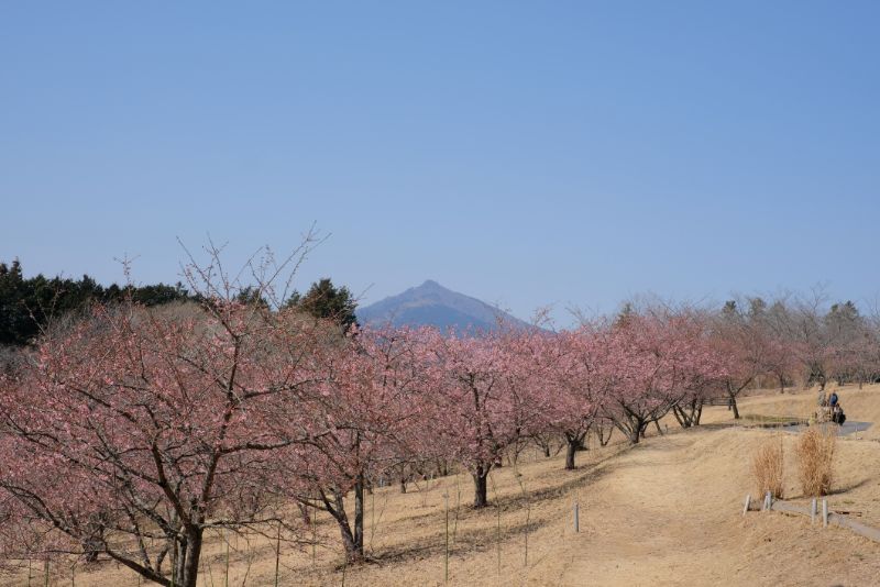 2022/03/05【開花状況】河津桜、マンサク、梅、アトリエ