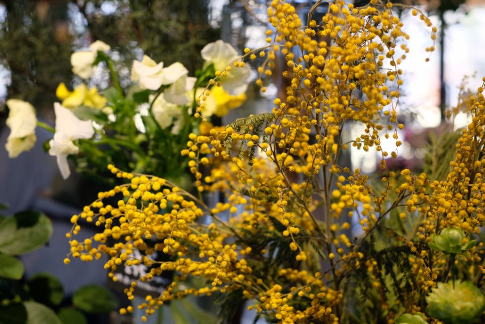 3月8日はミモザの日。見頃の河津桜でお花見を