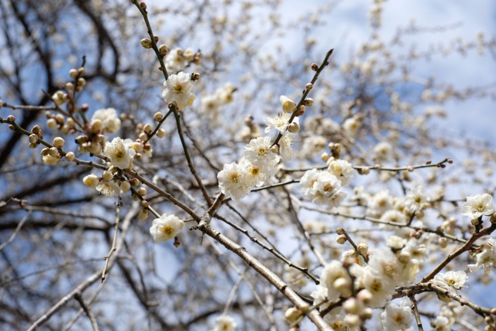 2022/03/20【開花状況】サンシュユ、河津桜、ハクモクレン、梅