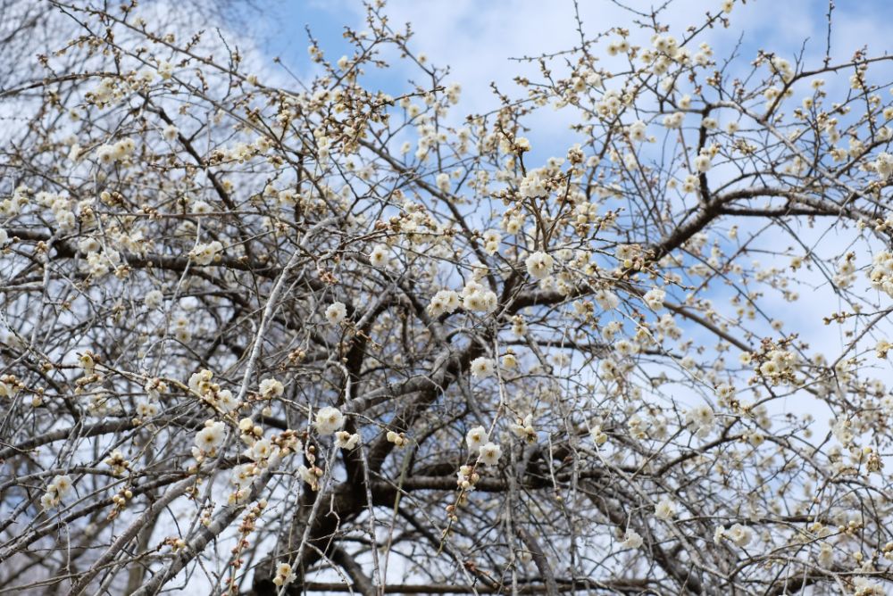 2022/03/20【開花状況】サンシュユ、河津桜、ハクモクレン、梅